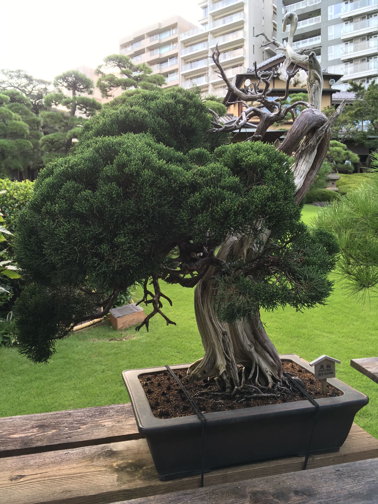 iPhone SE back camera 4.15mm f/2.2 sample photo. 500, year, old, bonsai, tree photography