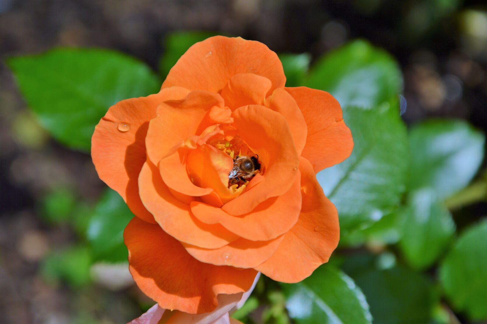 Nikon D3200 sample photo. Rose, orange rose, rose photography