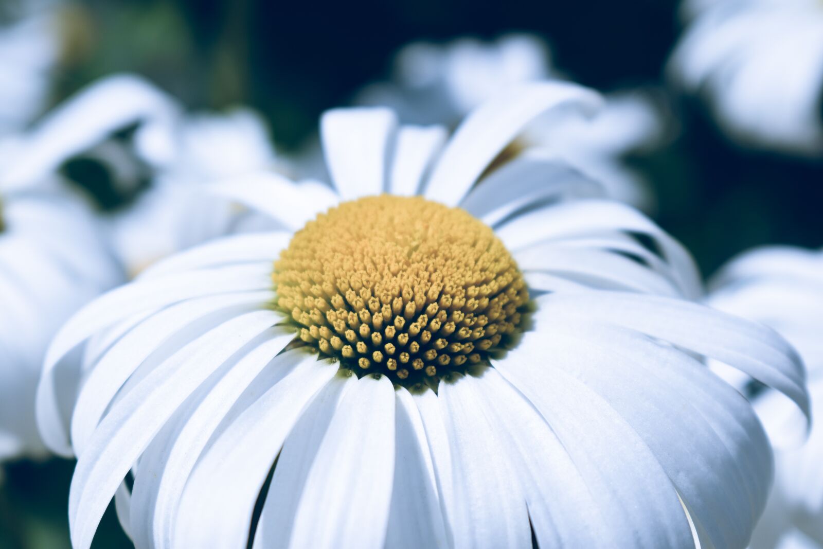 Nikon D5600 sample photo. Daisy, flower, white photography