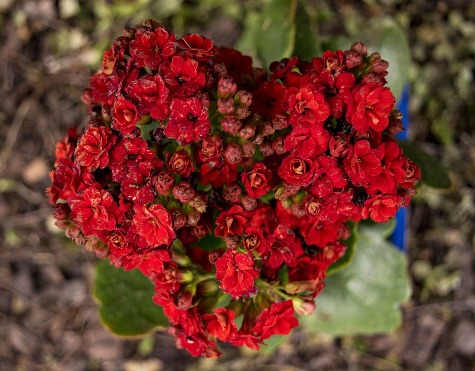 Nikon D3300 sample photo. Red, flower, heart photography