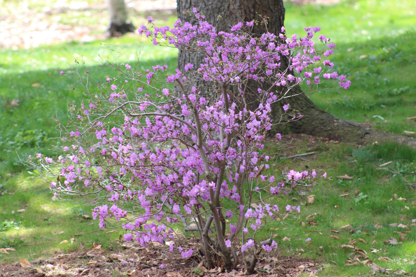 Canon EOS 700D (EOS Rebel T5i / EOS Kiss X7i) + Canon EF 75-300mm f/4-5.6 USM sample photo. Nature, spring, park photography