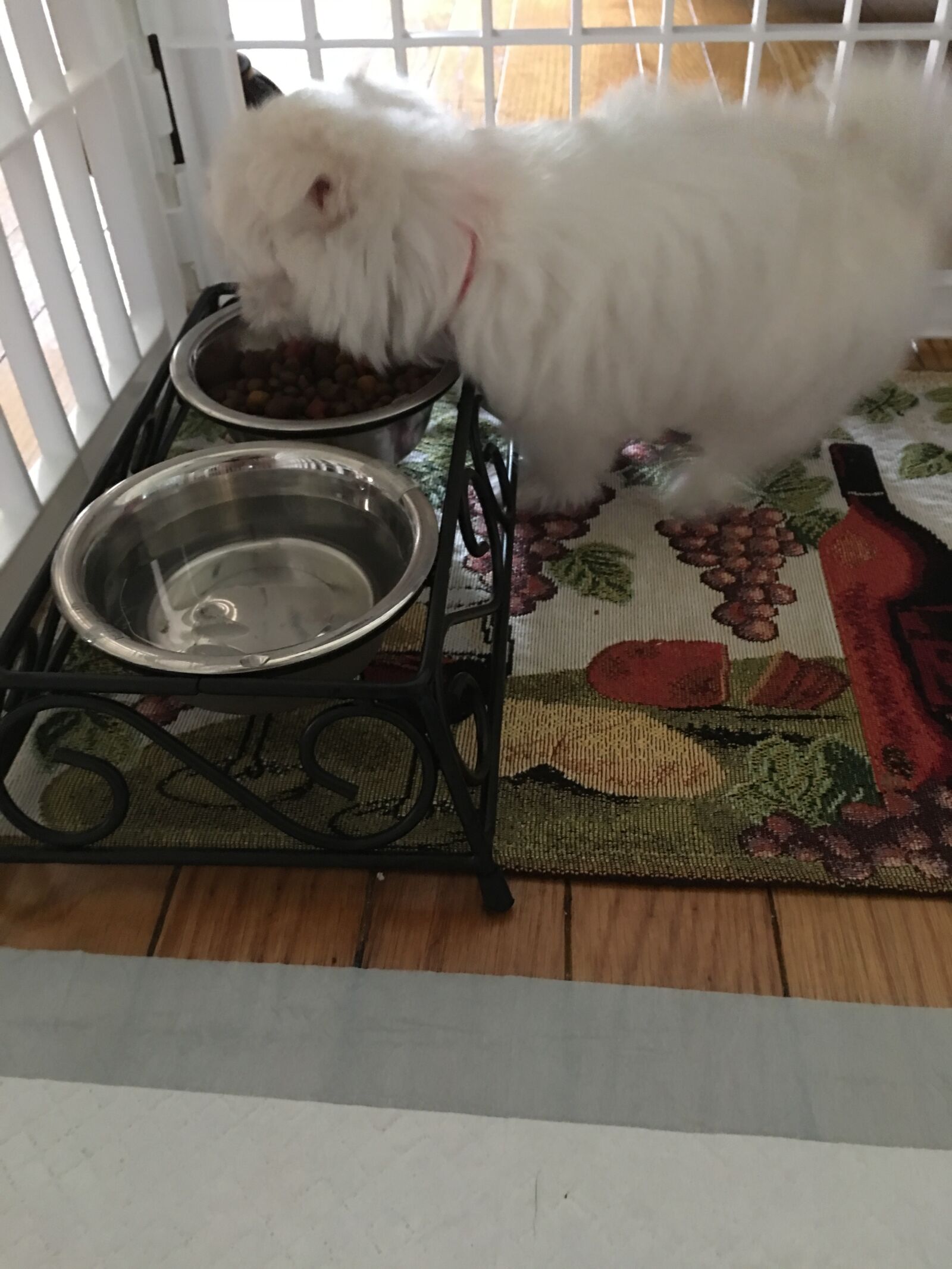 iPhone 6s Plus back camera 4.15mm f/2.2 sample photo. Maltese, puppy, pet photography