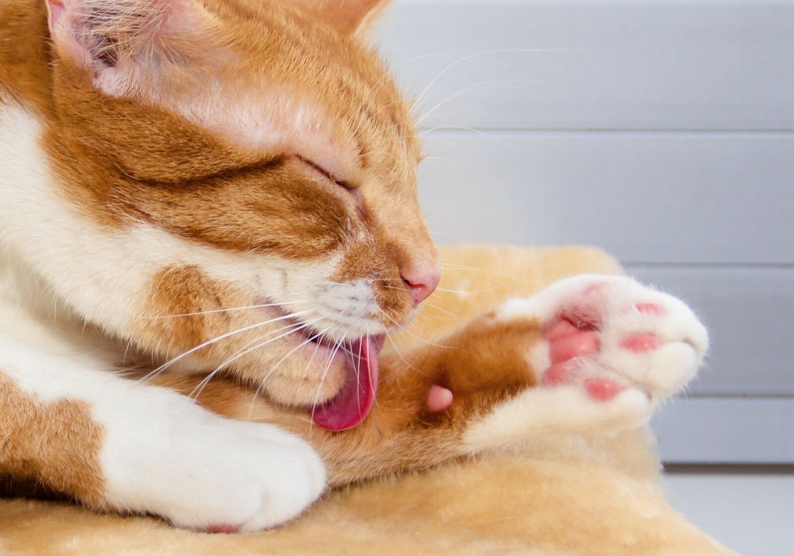 Sony DT 18-200mm F3.5-6.3 sample photo. Cat, fur, tongue photography