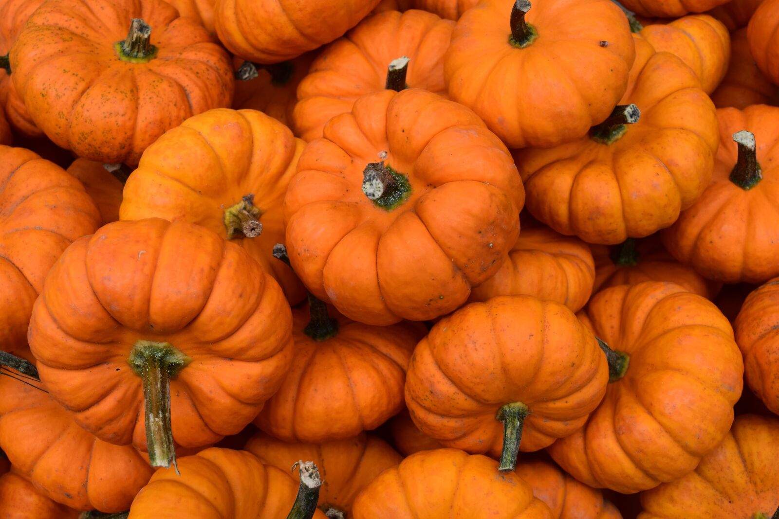 Nikon D3300 sample photo. Gourd, fall, autumn photography