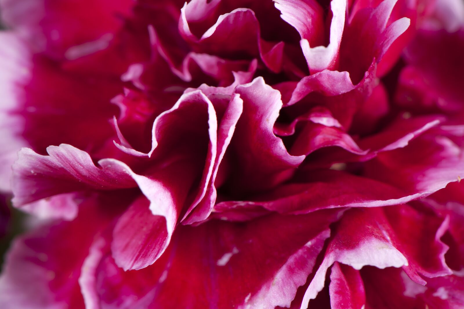 Nikon D700 sample photo. Flower, carnation, red photography