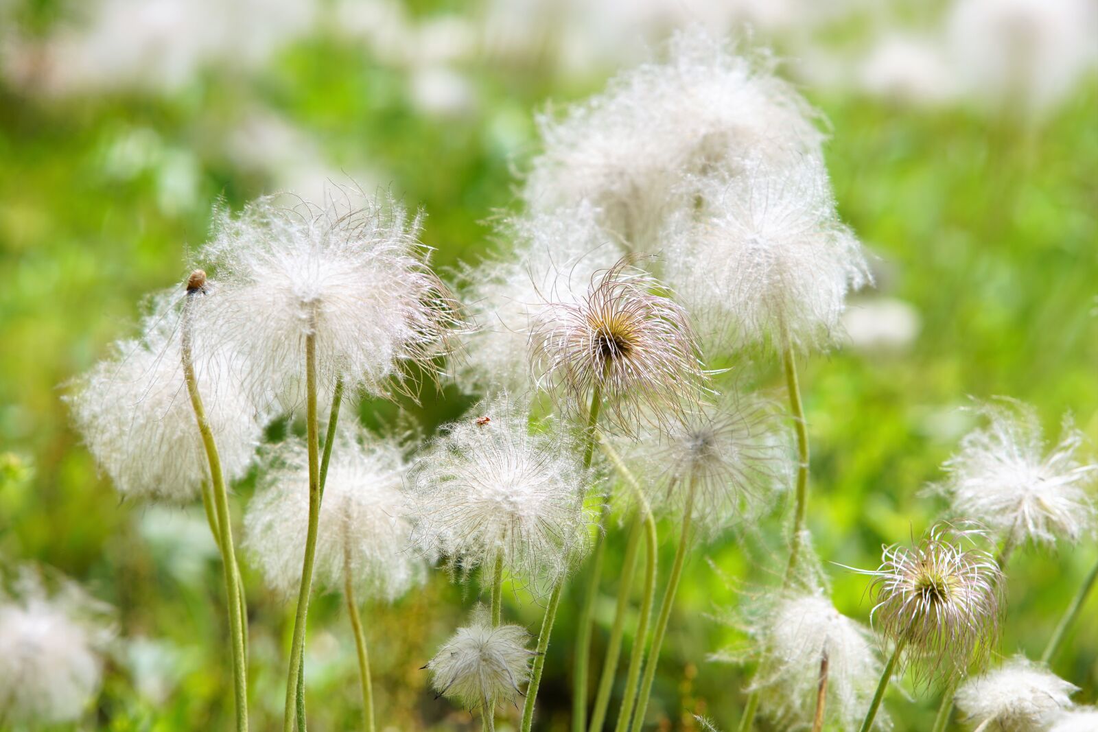 Sony a7R II sample photo. Flower, nature, spring photography