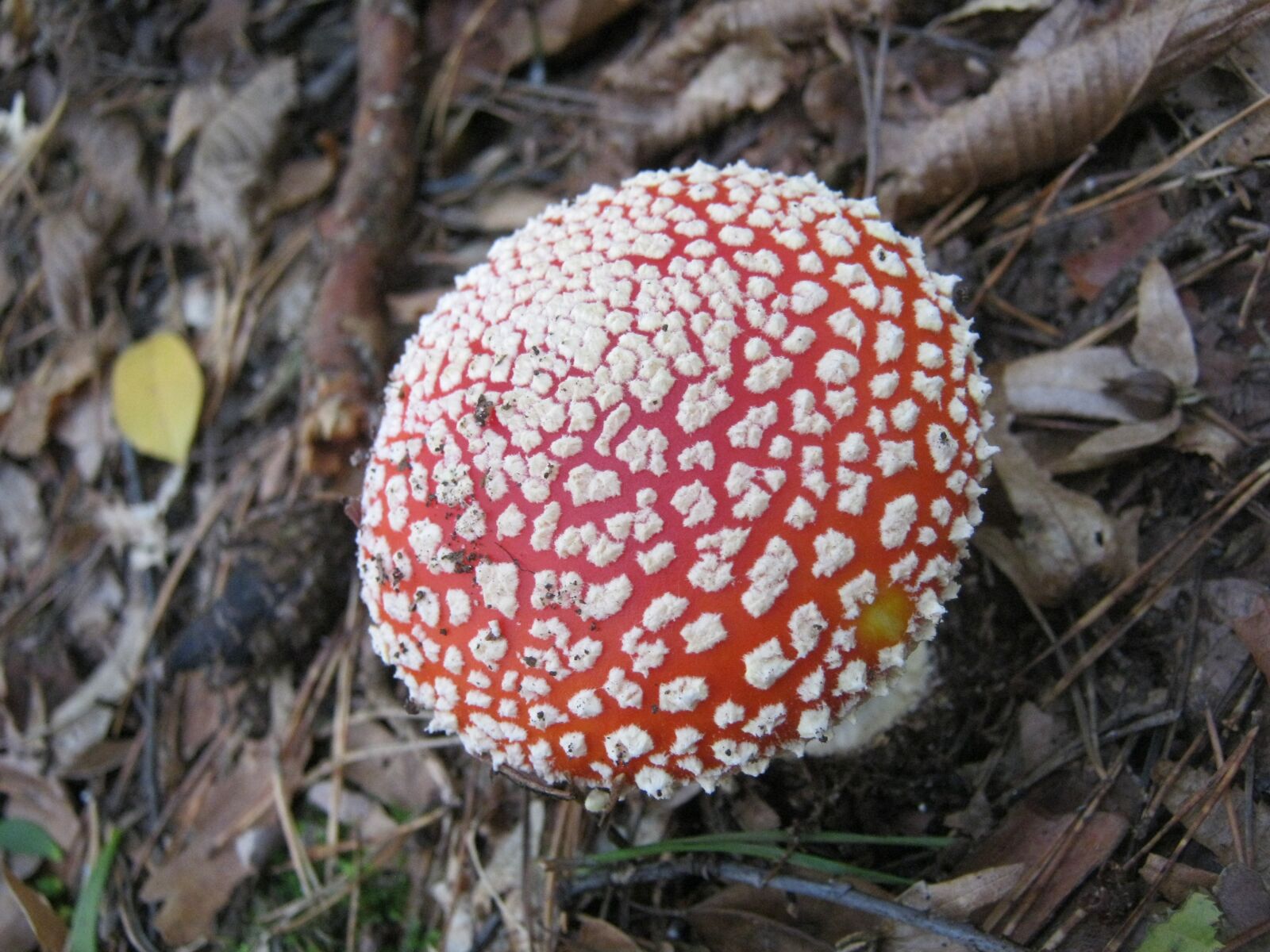 Canon PowerShot A495 sample photo. Fly agaric, mushrooms, forest photography