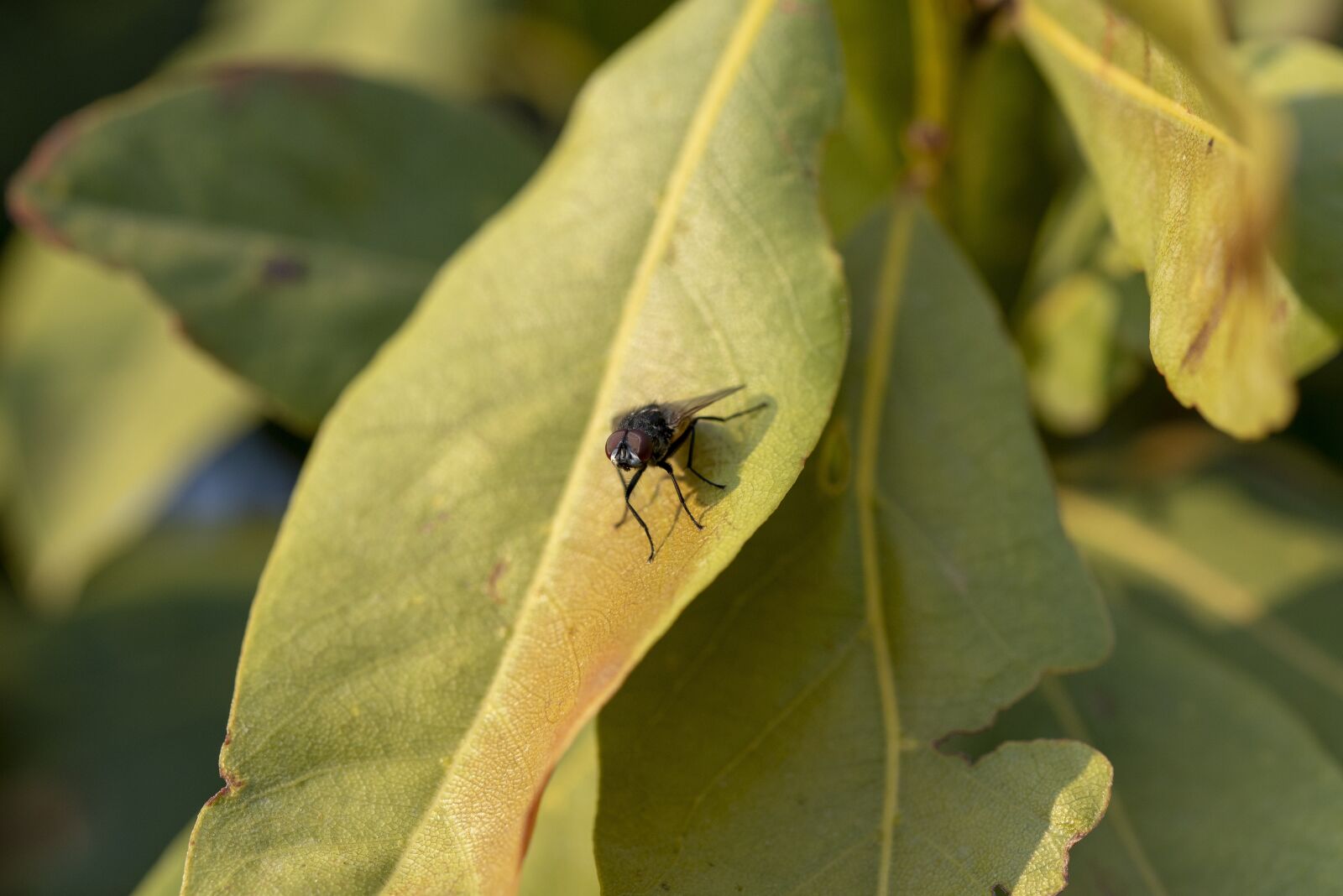 Nikon D600 sample photo. Fly, nature, animal photography