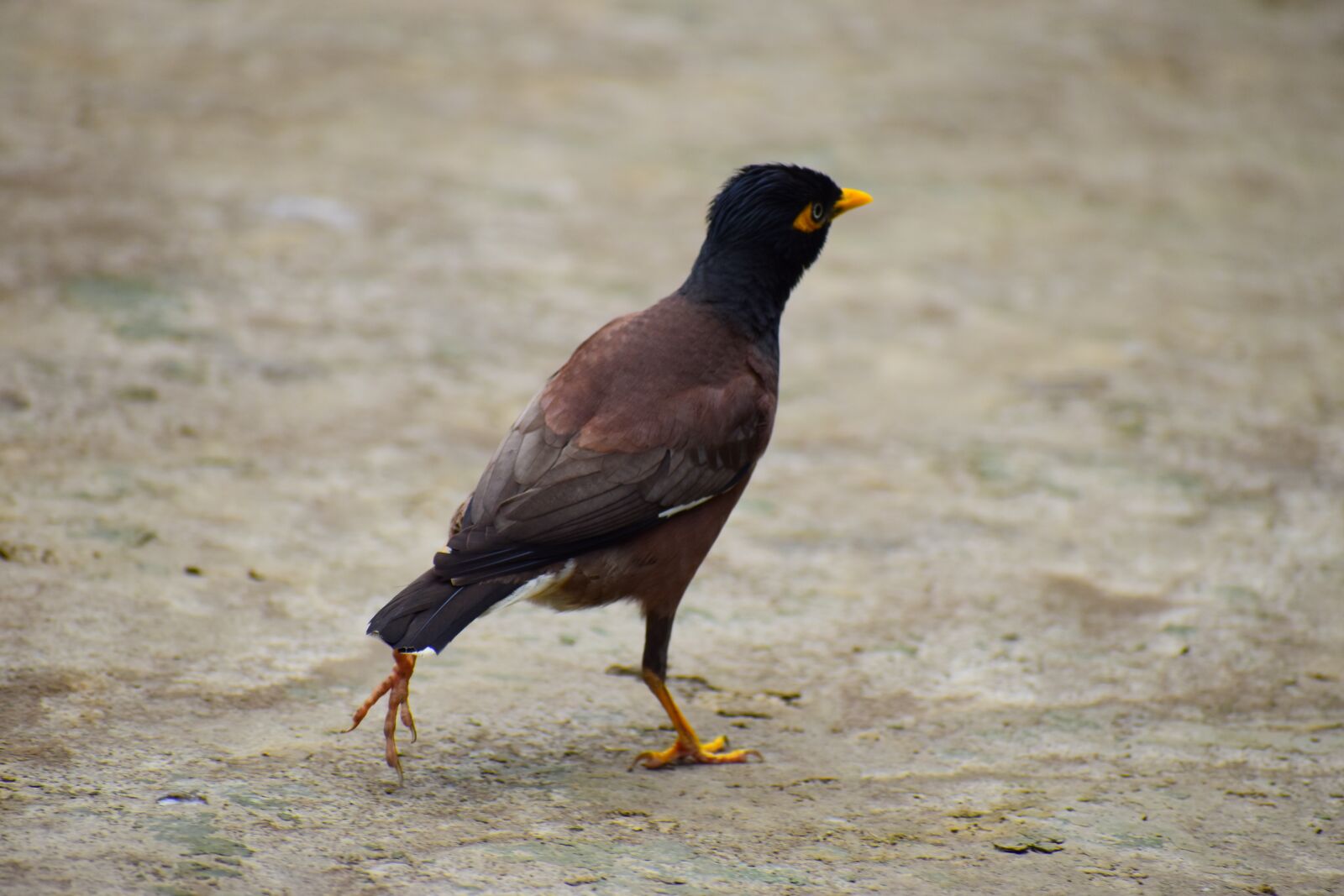 Nikon D5600 sample photo. Bird, wildlife, animal photography