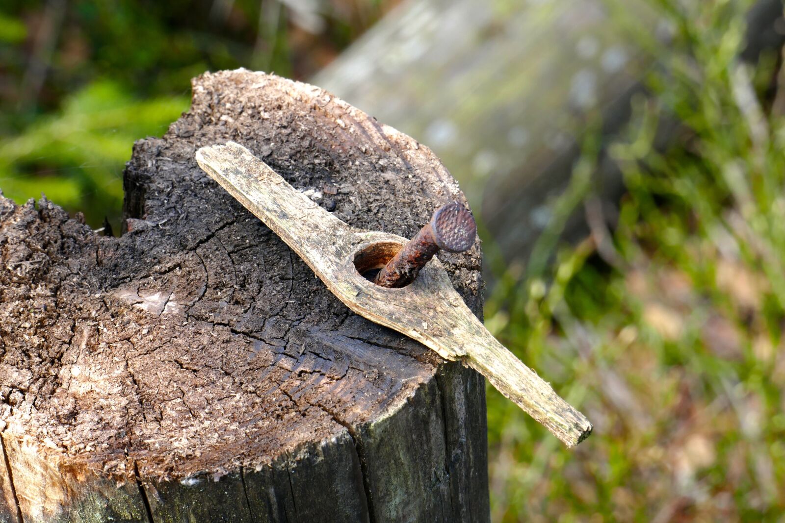 Panasonic Lumix DMC-FZ1000 sample photo. Nail, wood, nature photography