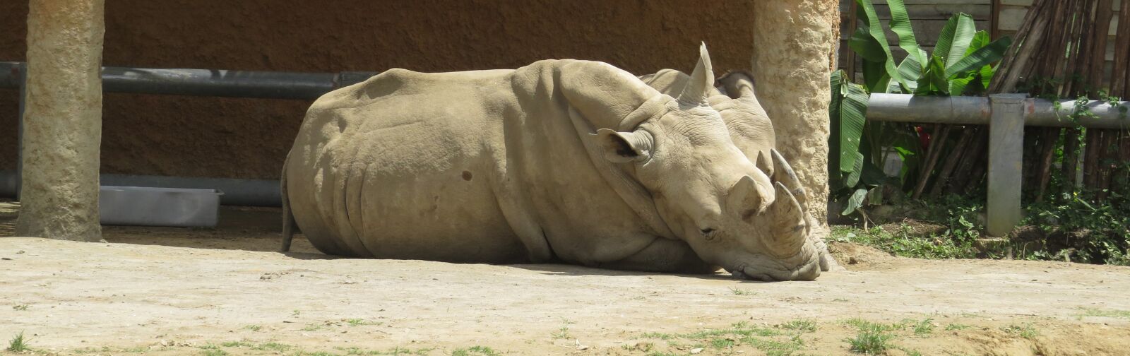 Canon PowerShot SX50 HS sample photo. Nature, fauna, rhino photography