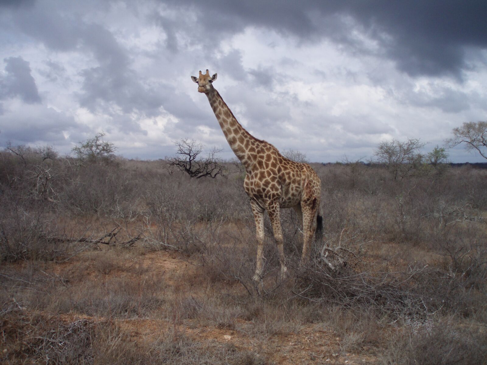 Olympus u700,S700 sample photo. Giraffe, south africa, wild photography