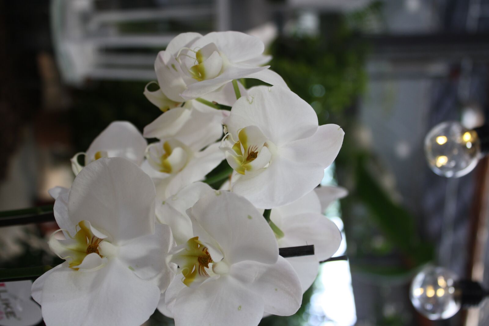 Canon EOS 1000D (EOS Digital Rebel XS / EOS Kiss F) sample photo. Plants, flowerpot, natural photography