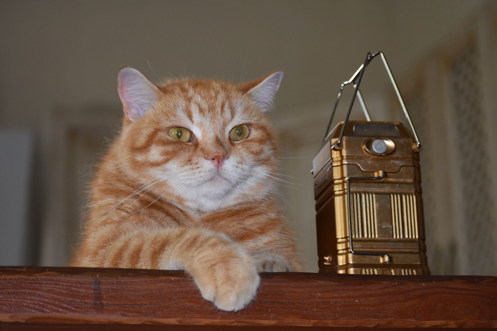 Nikon D3400 sample photo. Cat, redhead, home photography