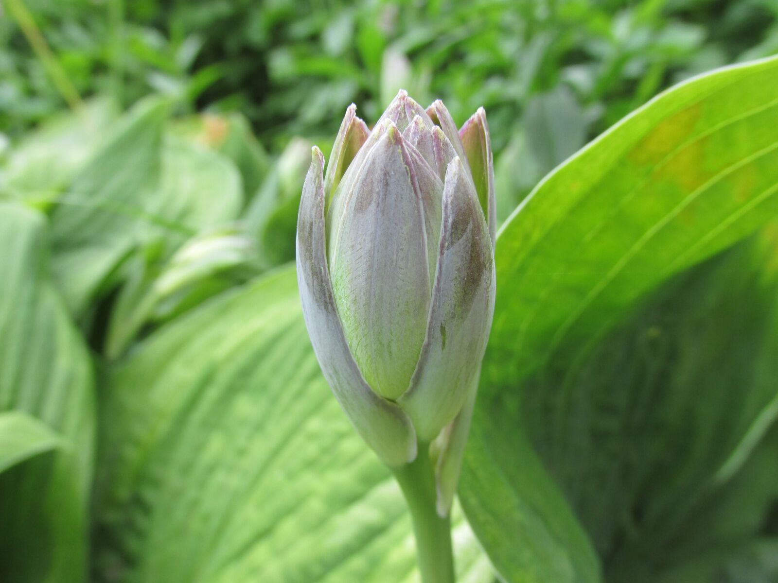 Canon PowerShot SX160 IS sample photo. Flower bud, blossom, leaf photography