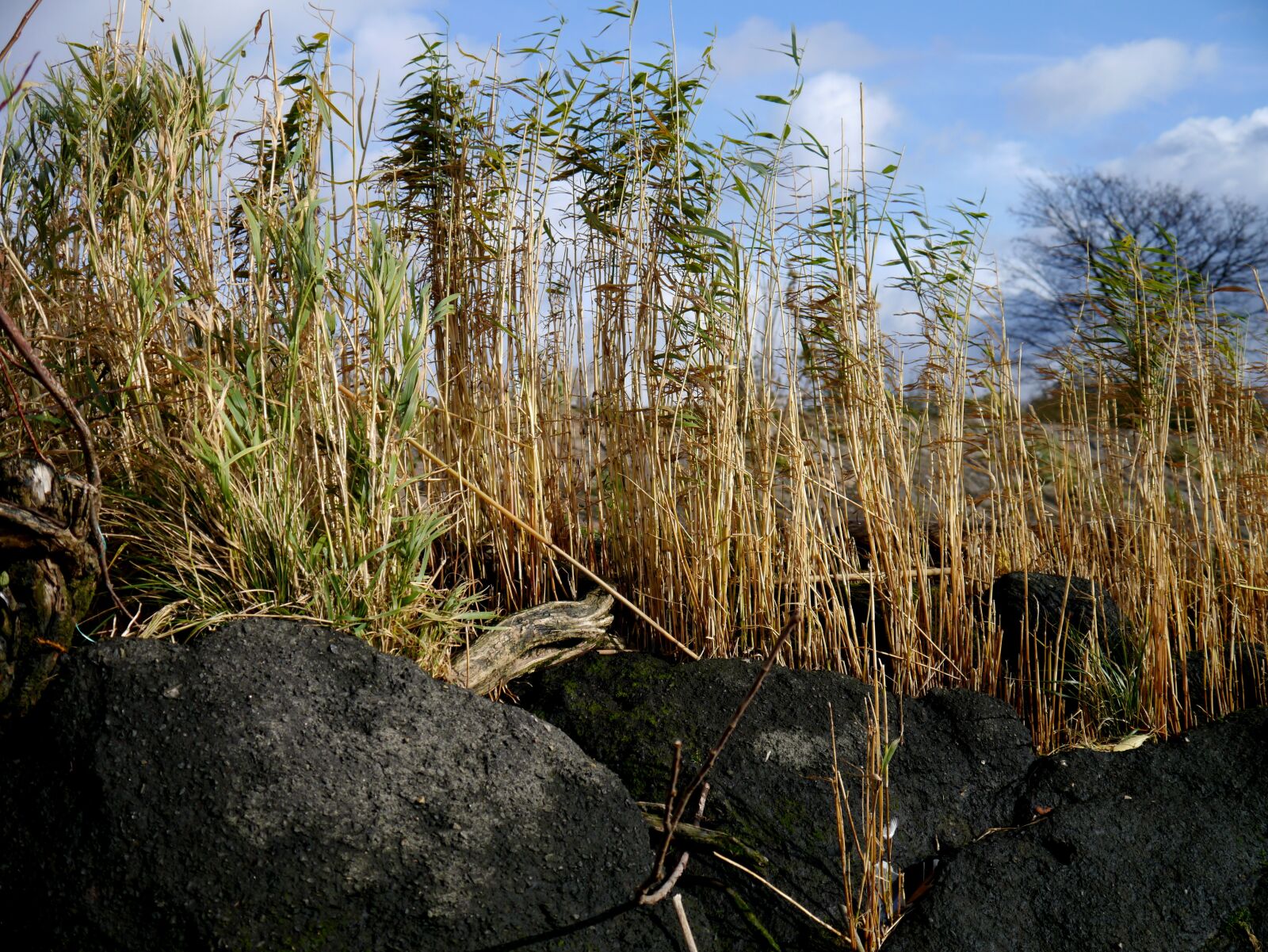 Panasonic Lumix DMC-G3 sample photo. Reed, stones, plant photography