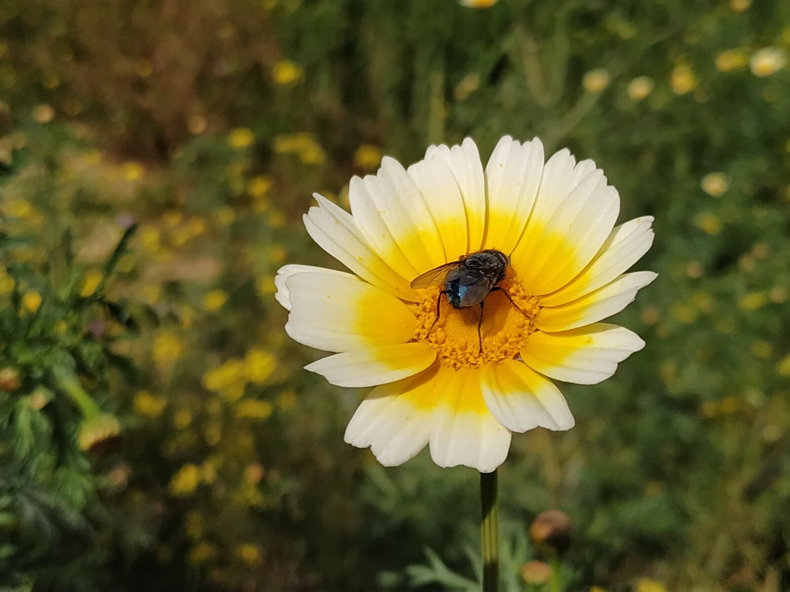 Xiaomi Redmi Note 6 Pro sample photo. Flower, fly, insects photography