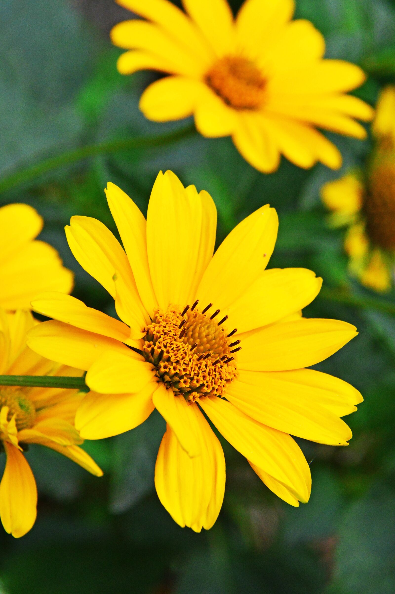 Nikon D3200 sample photo. Yellow, yellow flower, flowers photography