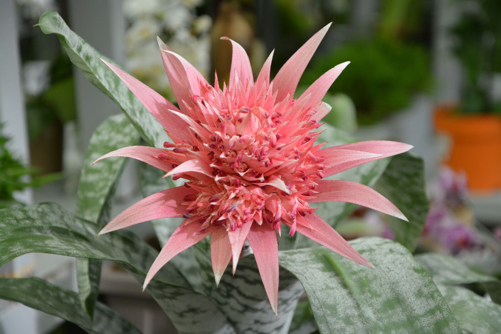 Nikon D5200 sample photo. Plant, succulent, aechmea nature photography