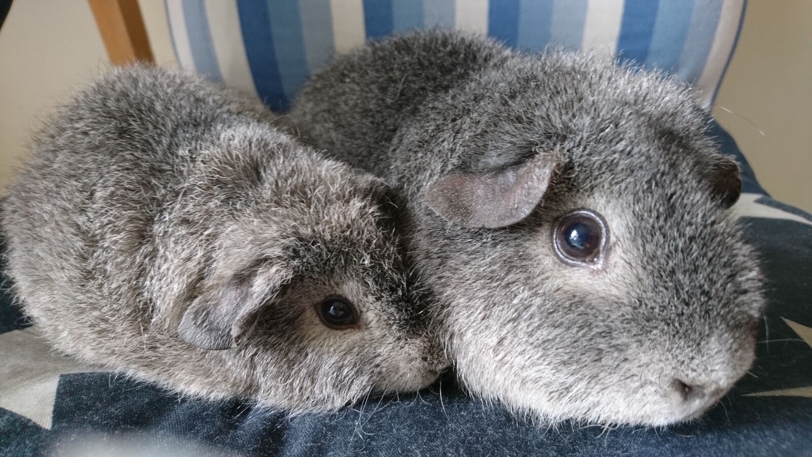 Sony Xperia X sample photo. Guinea pigs, home coffee photography