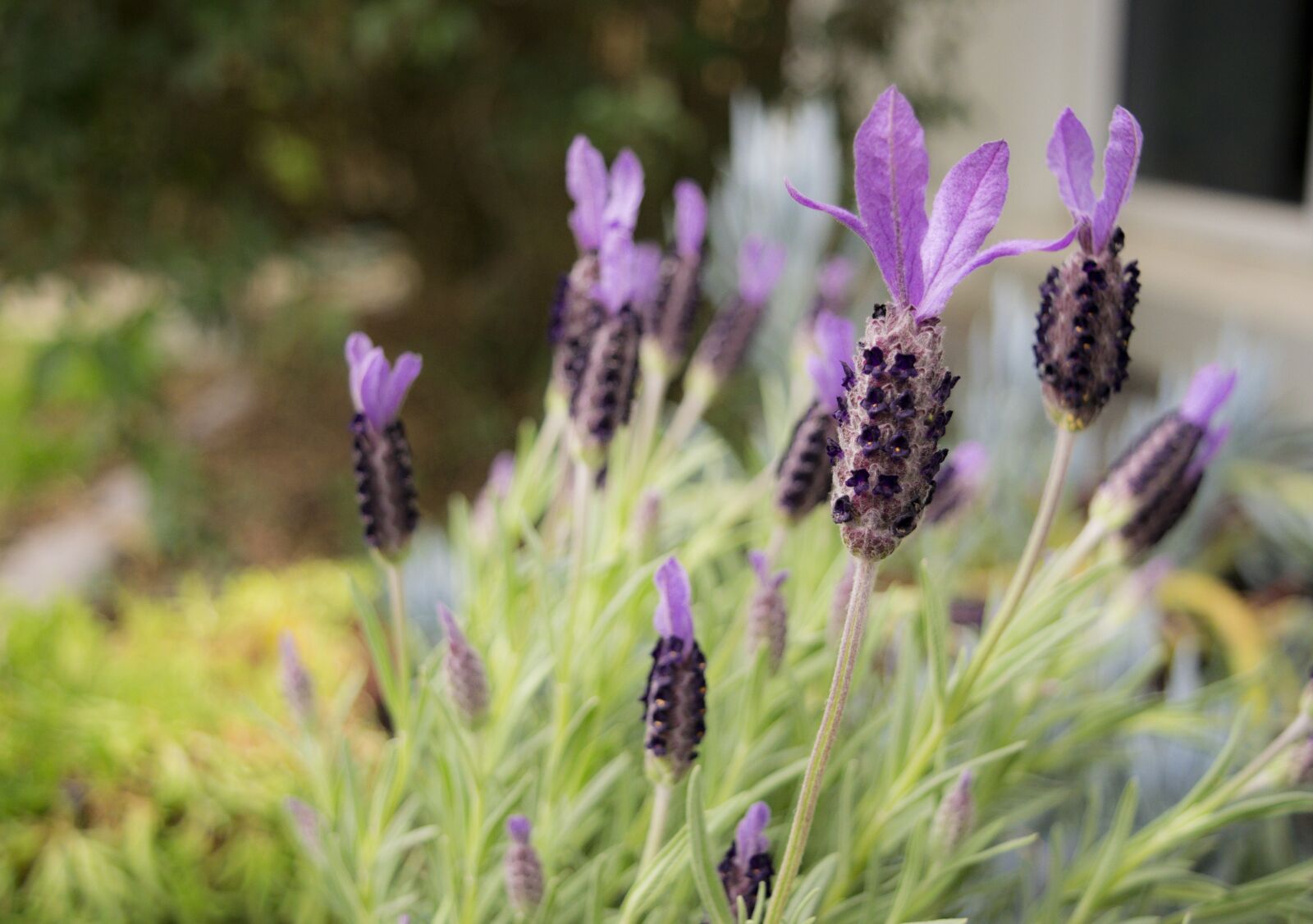 Nikon D3300 sample photo. Lavendar, flower, garden photography