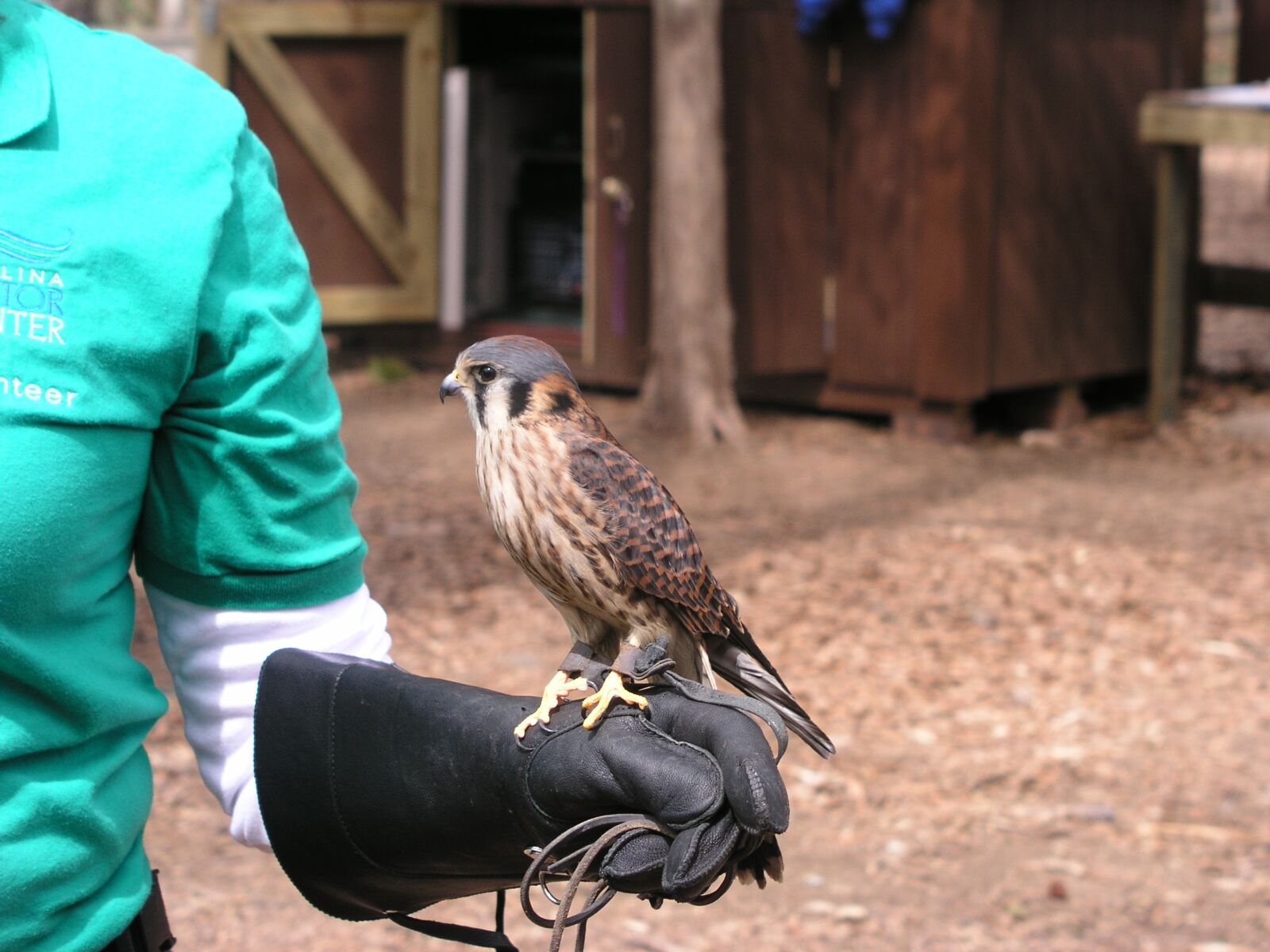 Olympus C5050Z sample photo. Bird, american, kestrel photography