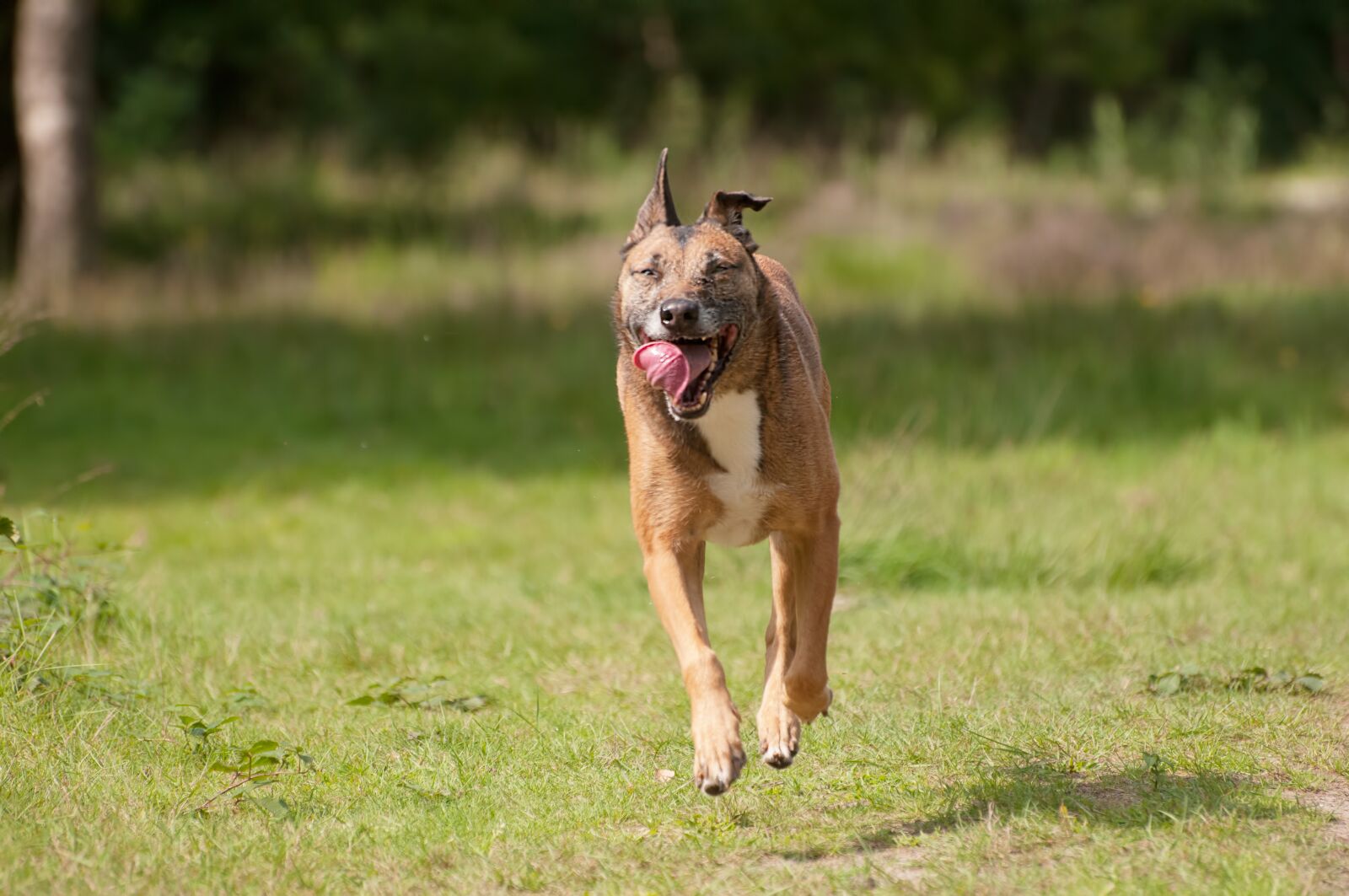 Nikon D300S sample photo. Mammals, dog, animal kingdom photography