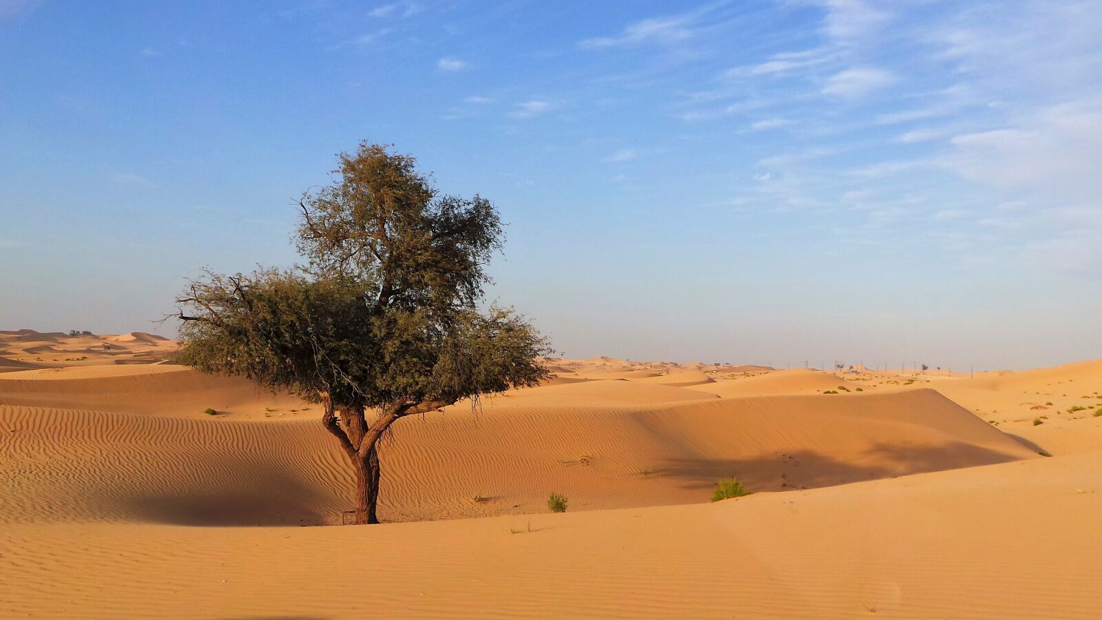 Samsung Galaxy Camera (Wi-Fi) sample photo. Desert, sand, tree photography