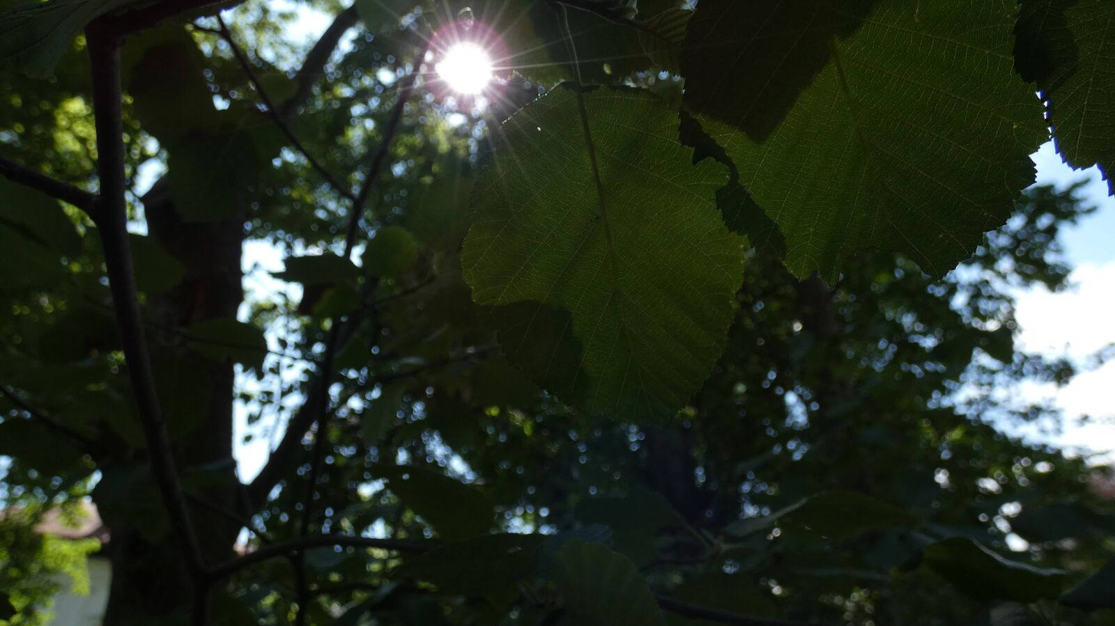 Panasonic DC-FZ83 sample photo. Sun, leaves, forest photography