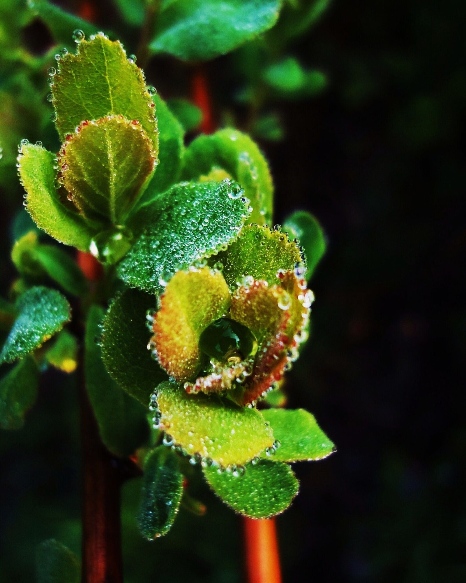 Sony Cyber-shot DSC-WX1 sample photo. Green, leaf, plant photography