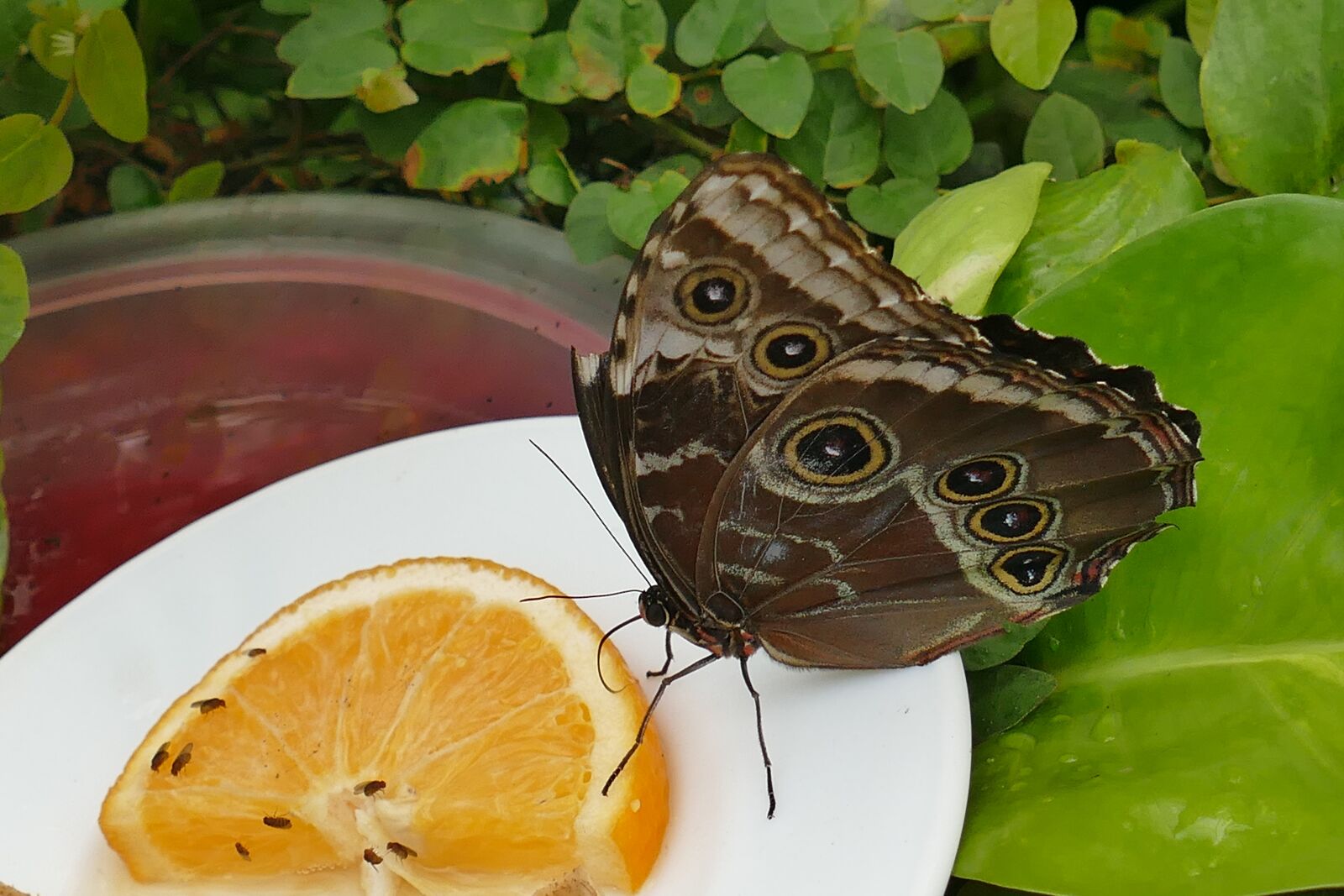 Panasonic Lumix DMC-FZ1000 sample photo. Butterfly, owl butterfly, close photography