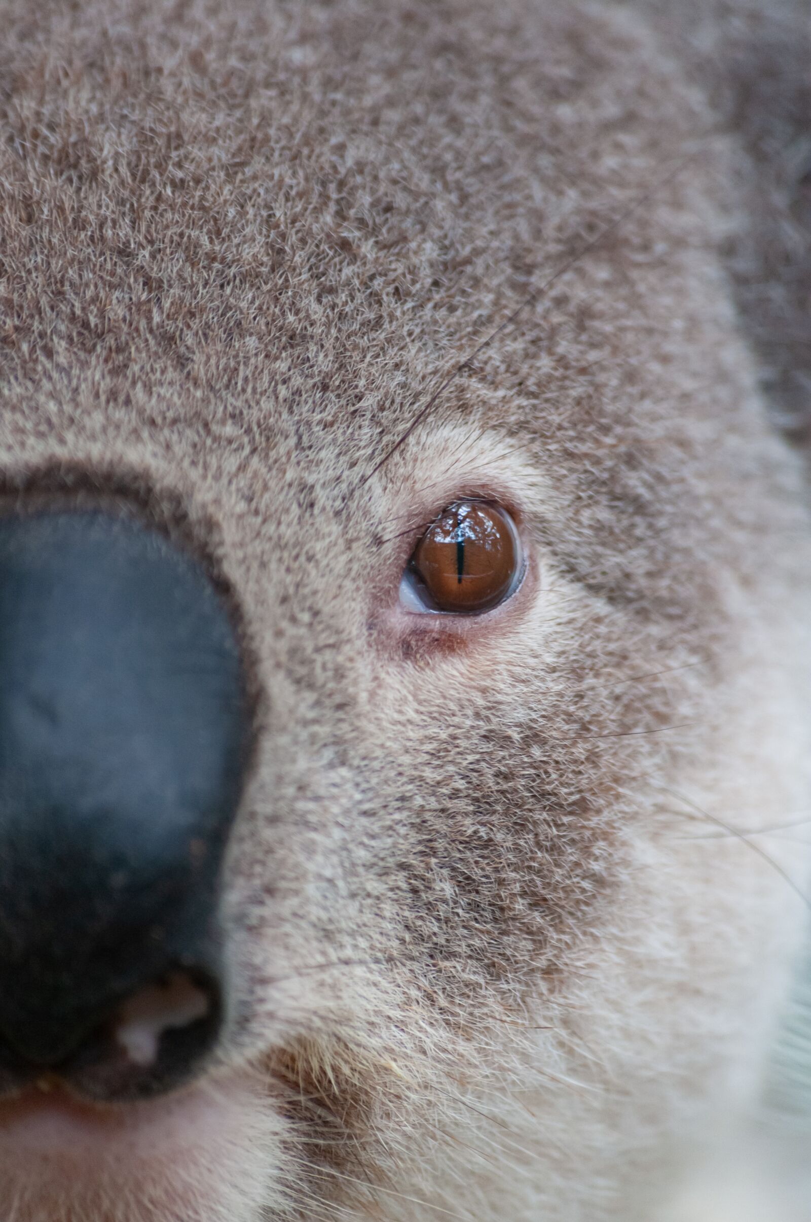 Nikon D300 sample photo. Australia, animals, koala photography