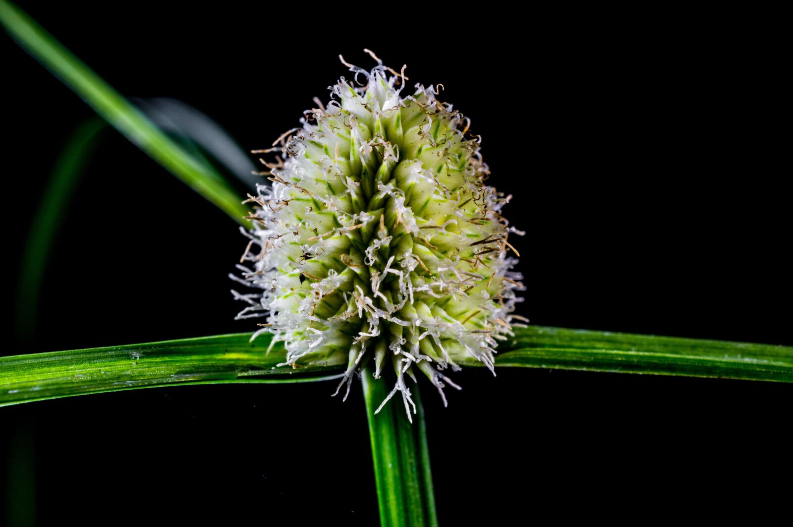 Nikon D5200 sample photo. Grass, weed, blossom photography