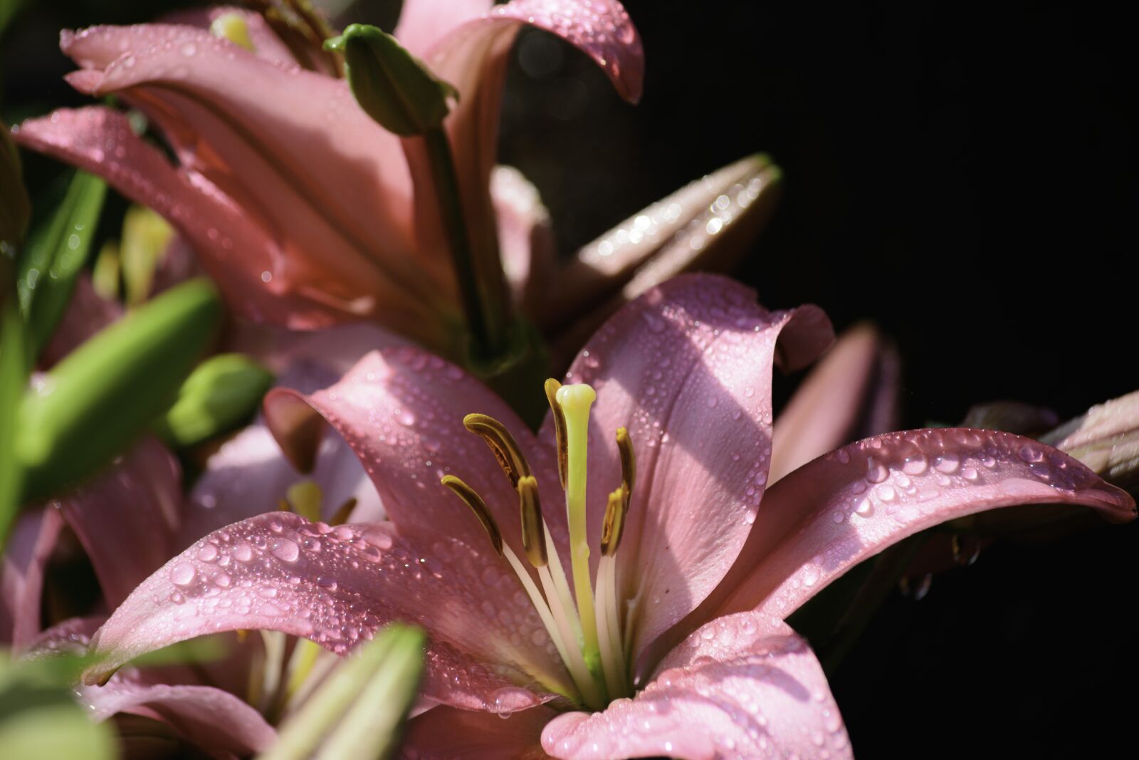Nikon D5200 sample photo. The pink flowers, beautiful photography