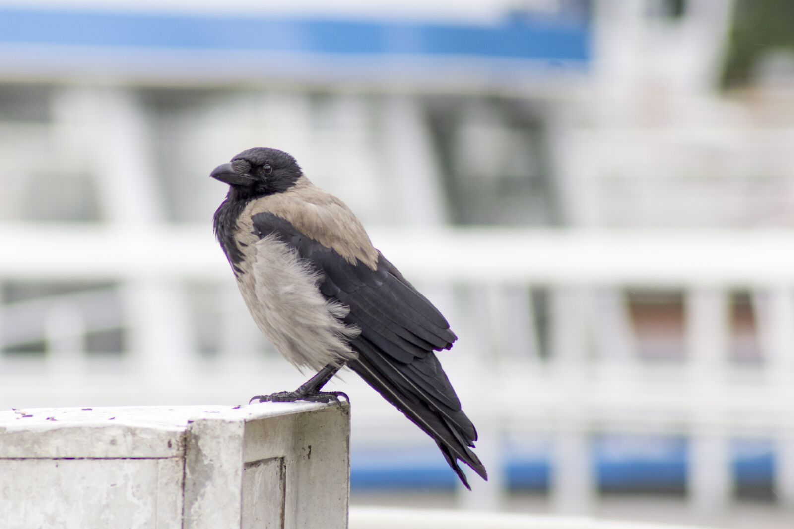 Canon EOS 1200D (EOS Rebel T5 / EOS Kiss X70 / EOS Hi) sample photo. Crow, bird, raven bird photography