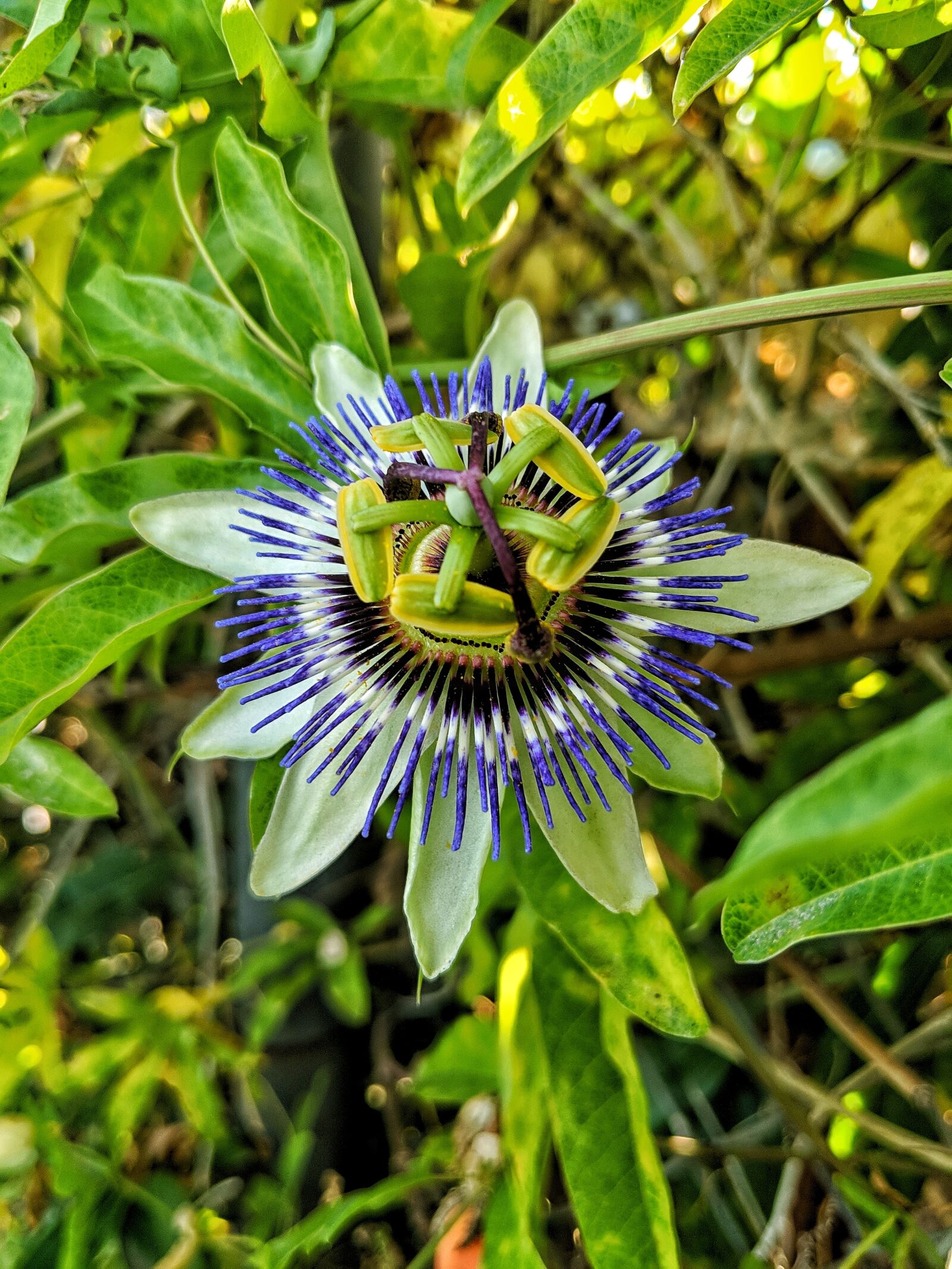 Google Pixel 2 XL sample photo. Passion fruit, flower, green photography