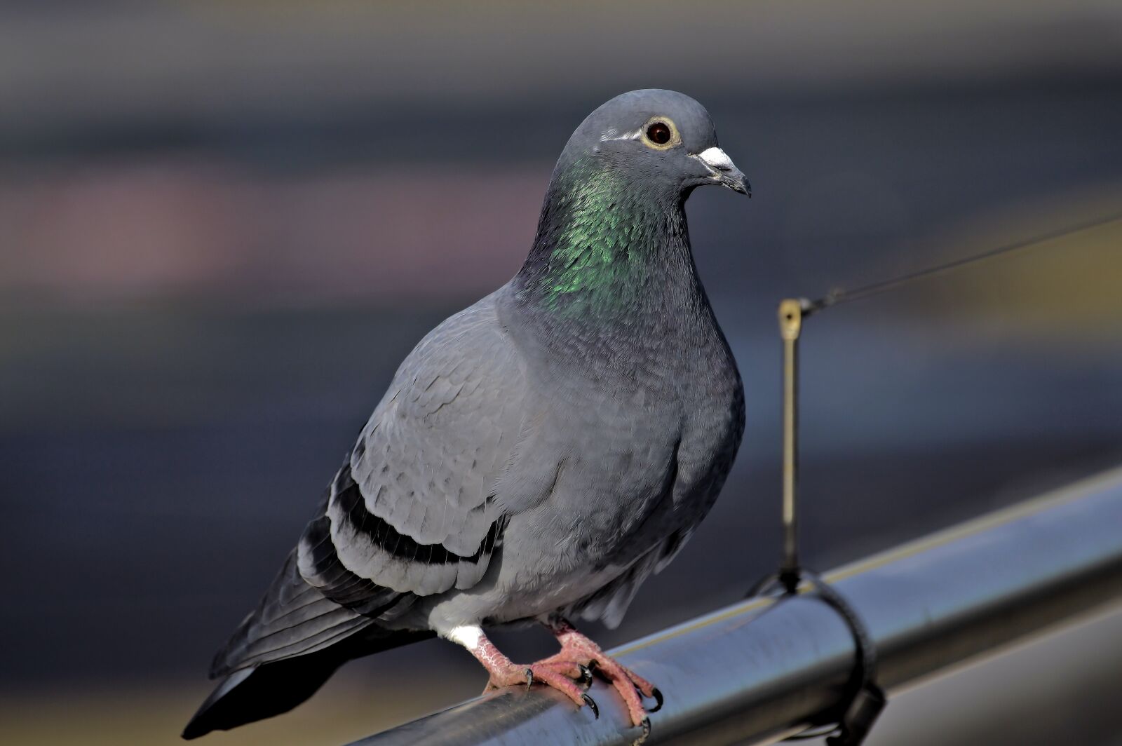 Nikon D3200 sample photo. Dove, bird, nature photography