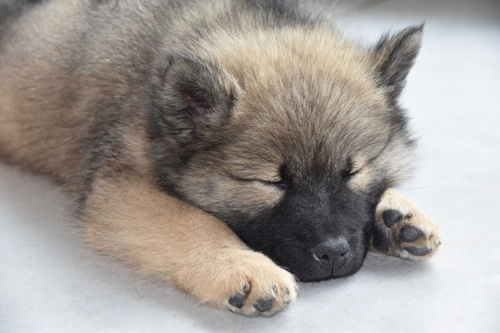 Nikon D5600 sample photo. Eurasier, puppy, sleeping photography