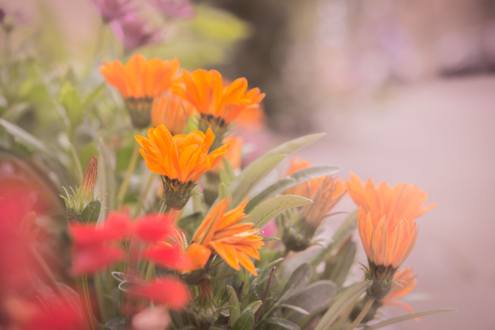 Nikon D600 sample photo. Flower, orange, red photography