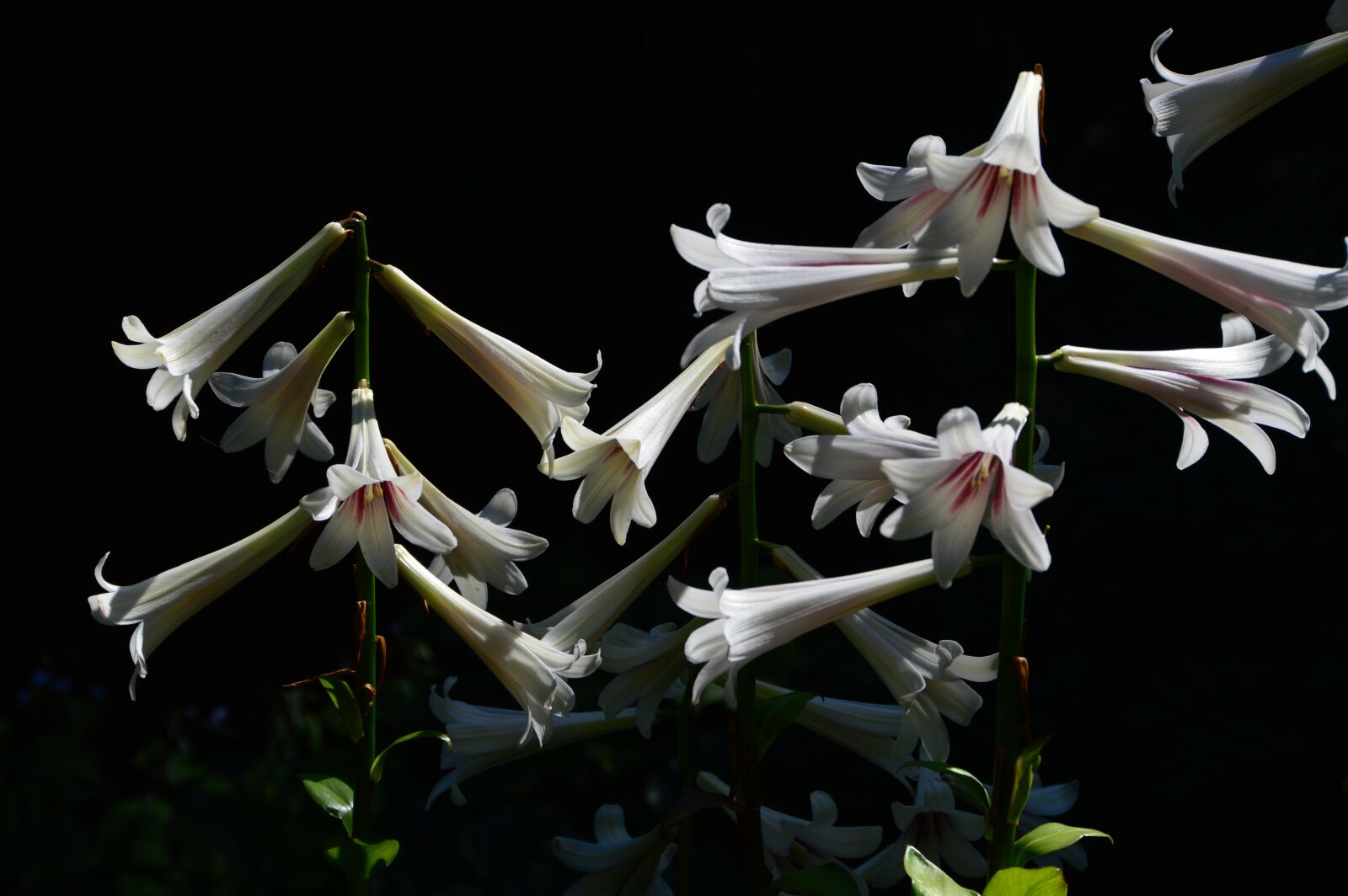 Nikon D3200 sample photo. Lily, lilies, bloom photography