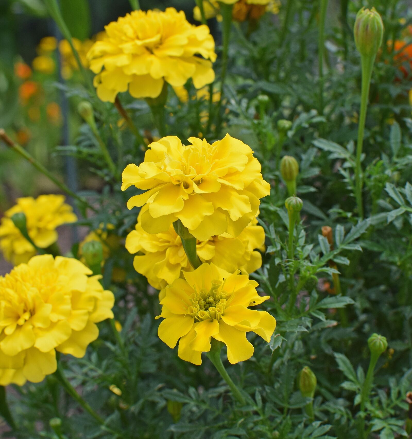 Nikon D3300 sample photo. Yellow marigold, flower, blossom photography