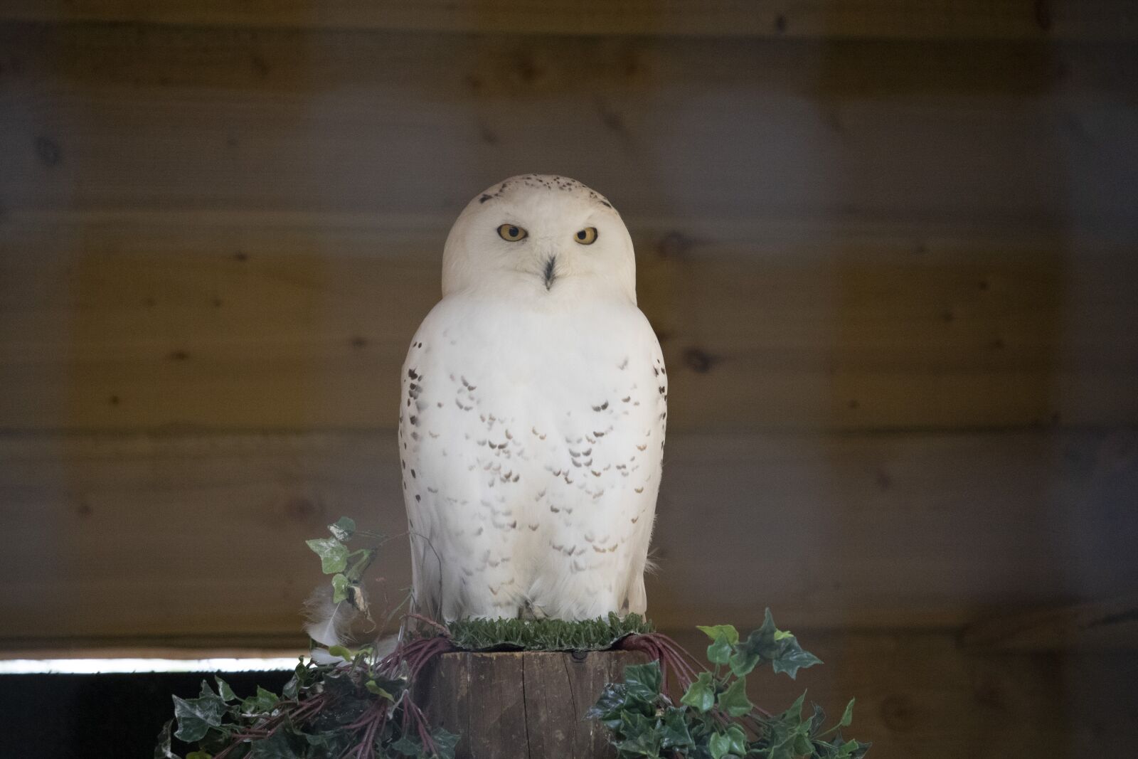 Canon EOS 77D (EOS 9000D / EOS 770D) sample photo. Snow owl, wildlife, park photography