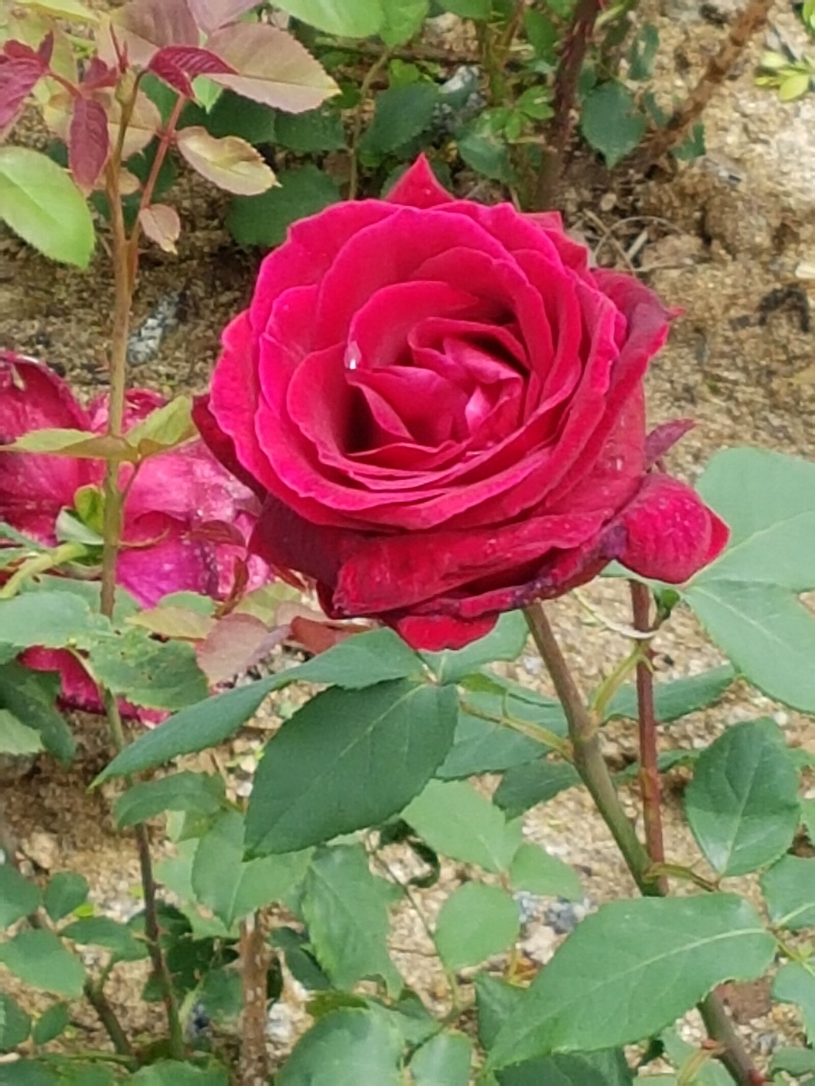 Samsung Galaxy S7 sample photo. Rose, rose flower, rosemary photography