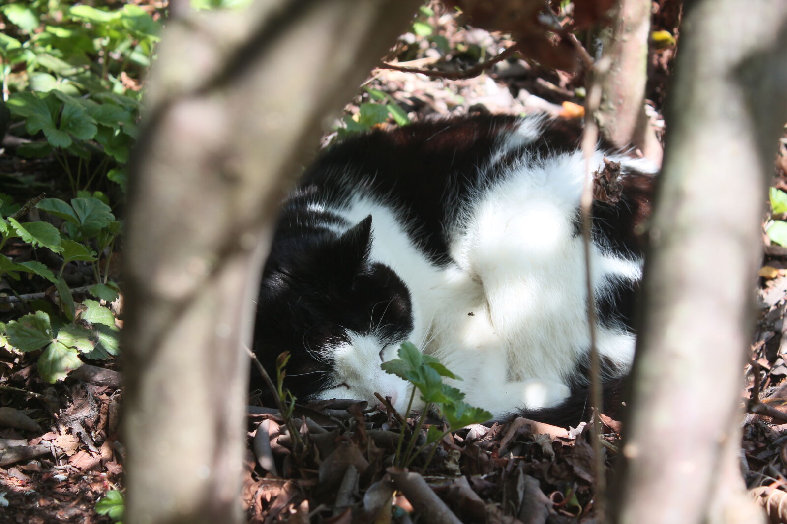 Canon EOS 1100D (EOS Rebel T3 / EOS Kiss X50) sample photo. Cat, forest, sleeping photography