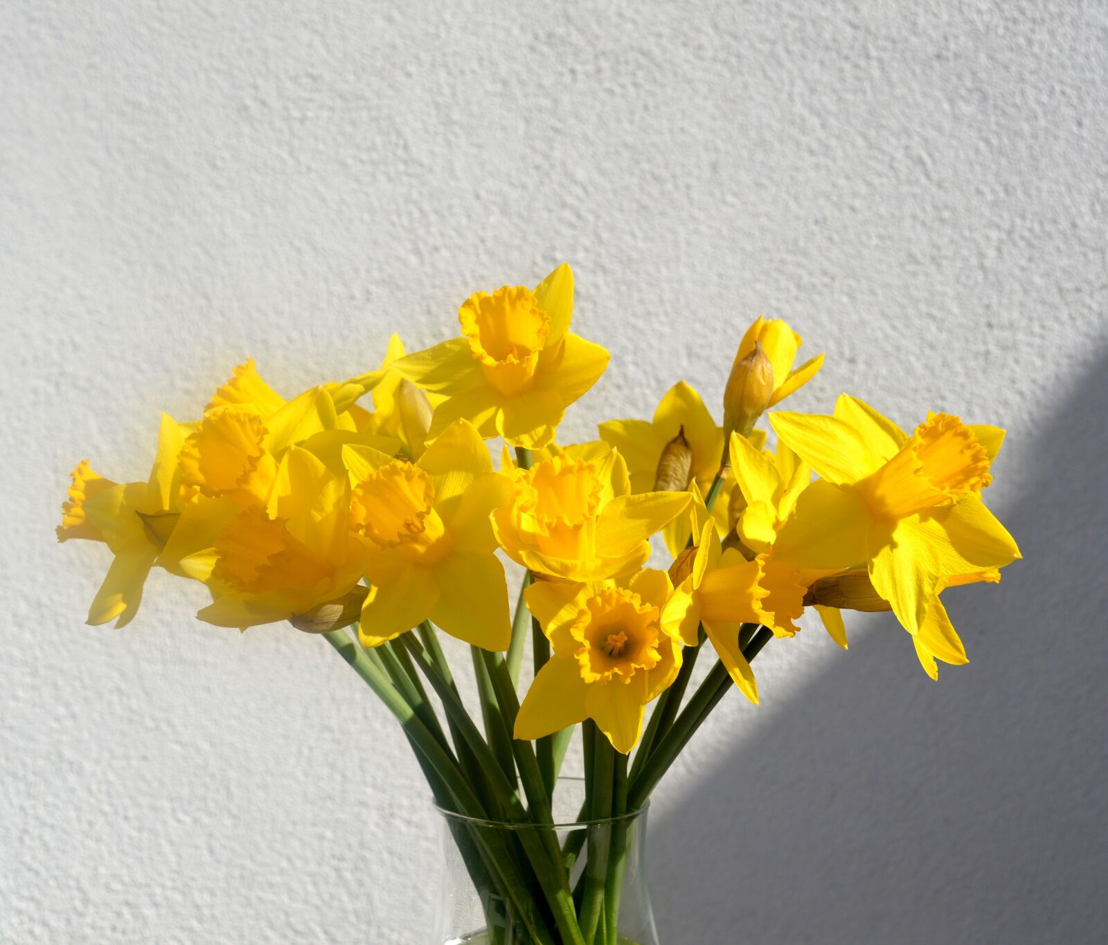 Nikon D3200 sample photo. Daffodils, osterglocken, yellow photography