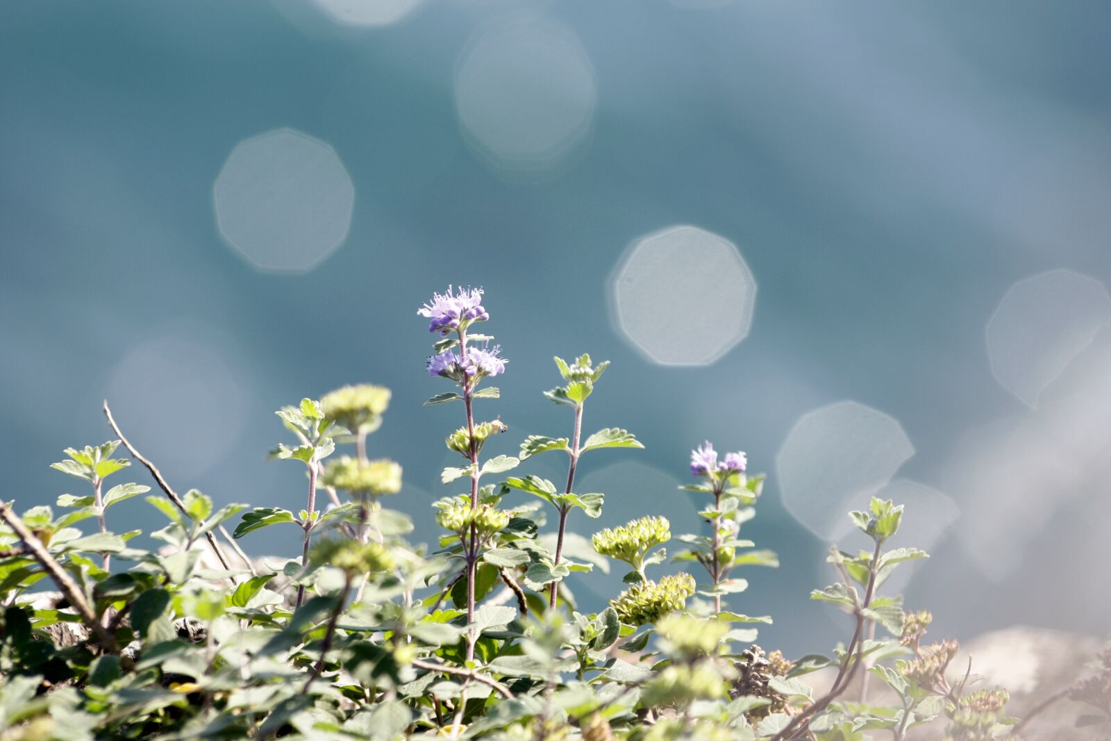 Canon EOS 450D (EOS Rebel XSi / EOS Kiss X2) sample photo. Coastal plants, purple, bokeh photography