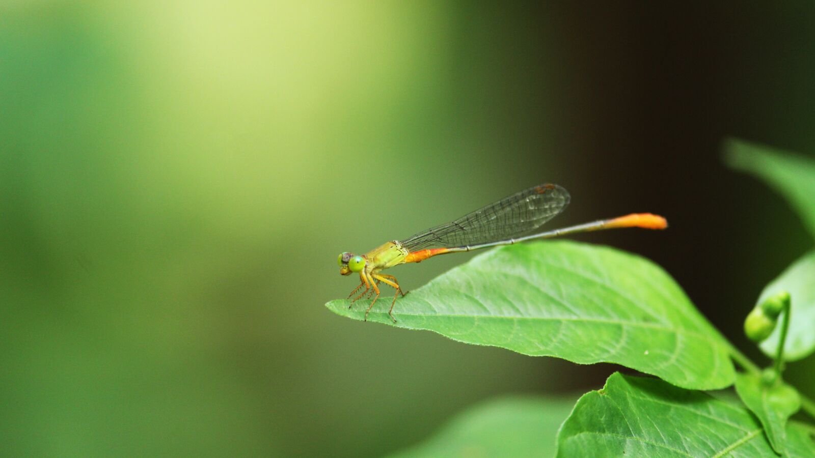 Canon EOS 1300D (EOS Rebel T6 / EOS Kiss X80) sample photo. Fly, insect, green photography