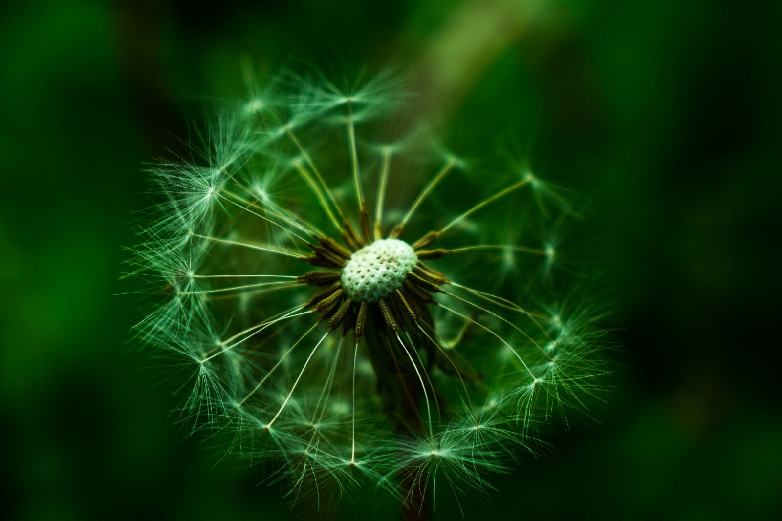 Nikon D3400 sample photo. Dandelion, nature, tooth lion photography