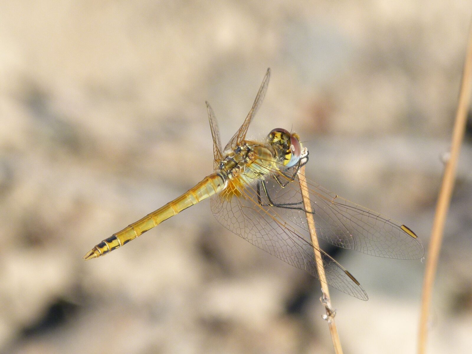 Leica V-Lux 2 sample photo. Dragonfly, yellow dragonfly, sympetrum photography