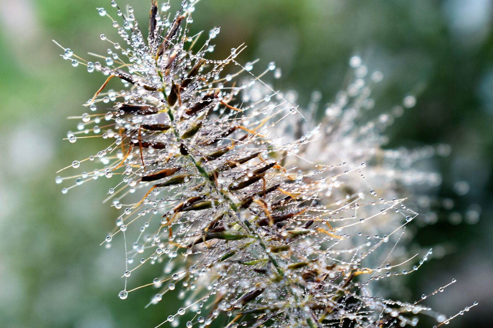 Nikon D5500 sample photo. Drop of water, dew photography